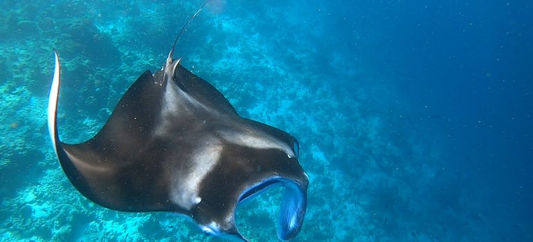 Reef Manta Ray