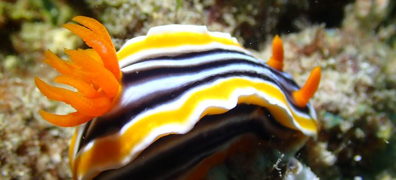 Macro (Nudibranch)