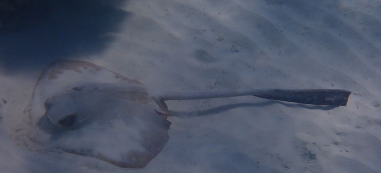 Sting Rays