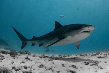 Thrilling Shark Dive - 4 Nights + 6 Dives