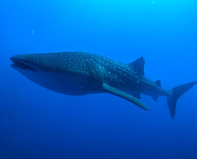 Whale Shark