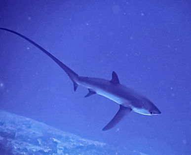 Tiger Shark Diving in Fuvahmulah