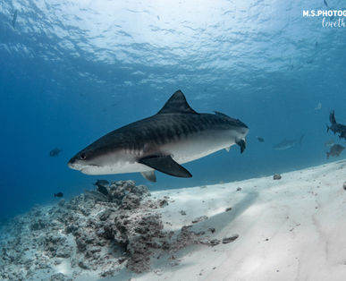 Tiger Shark