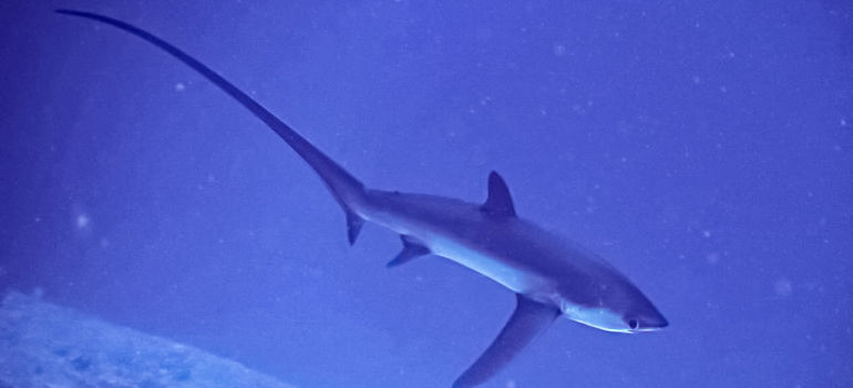 Thresher Shark