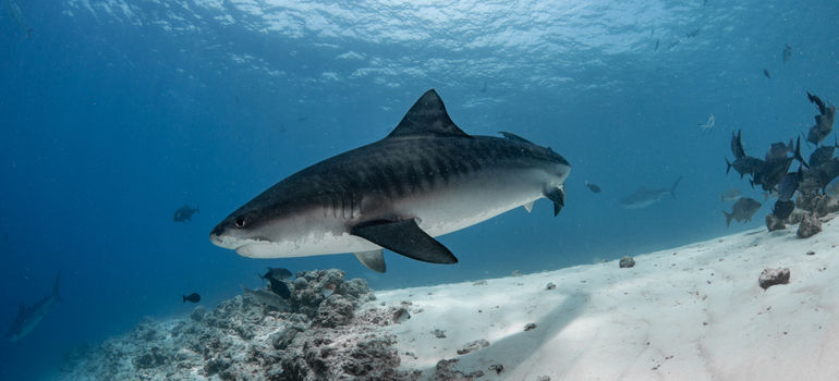 The Peak of Tiger Shark Season