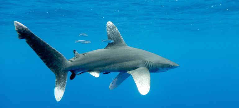 Oceanic Whitetip