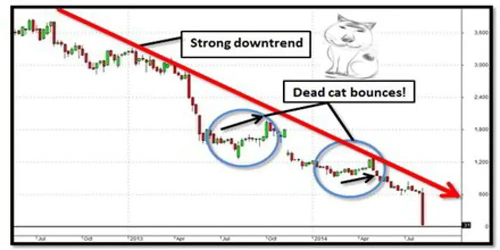 Dead Cat Bounce là gì? Tất tần tật thông tin về hiện tượng này!