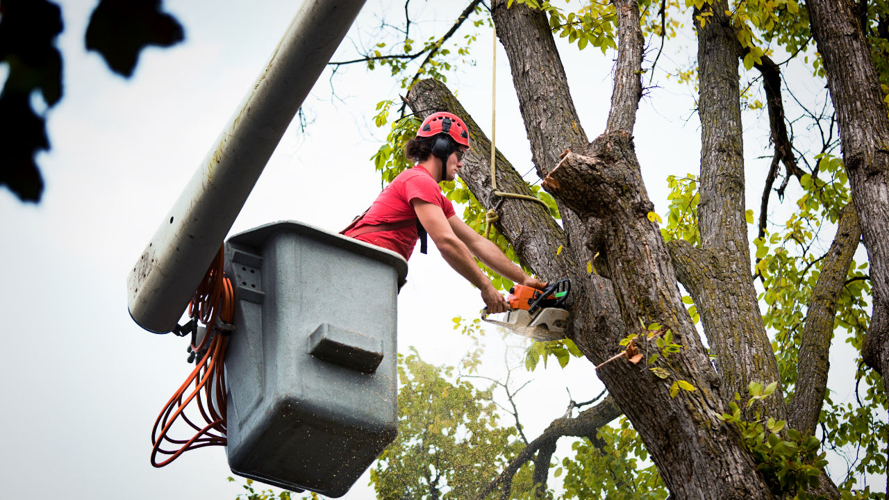 FAQS about Tree Removal Services in Chepachet, RI