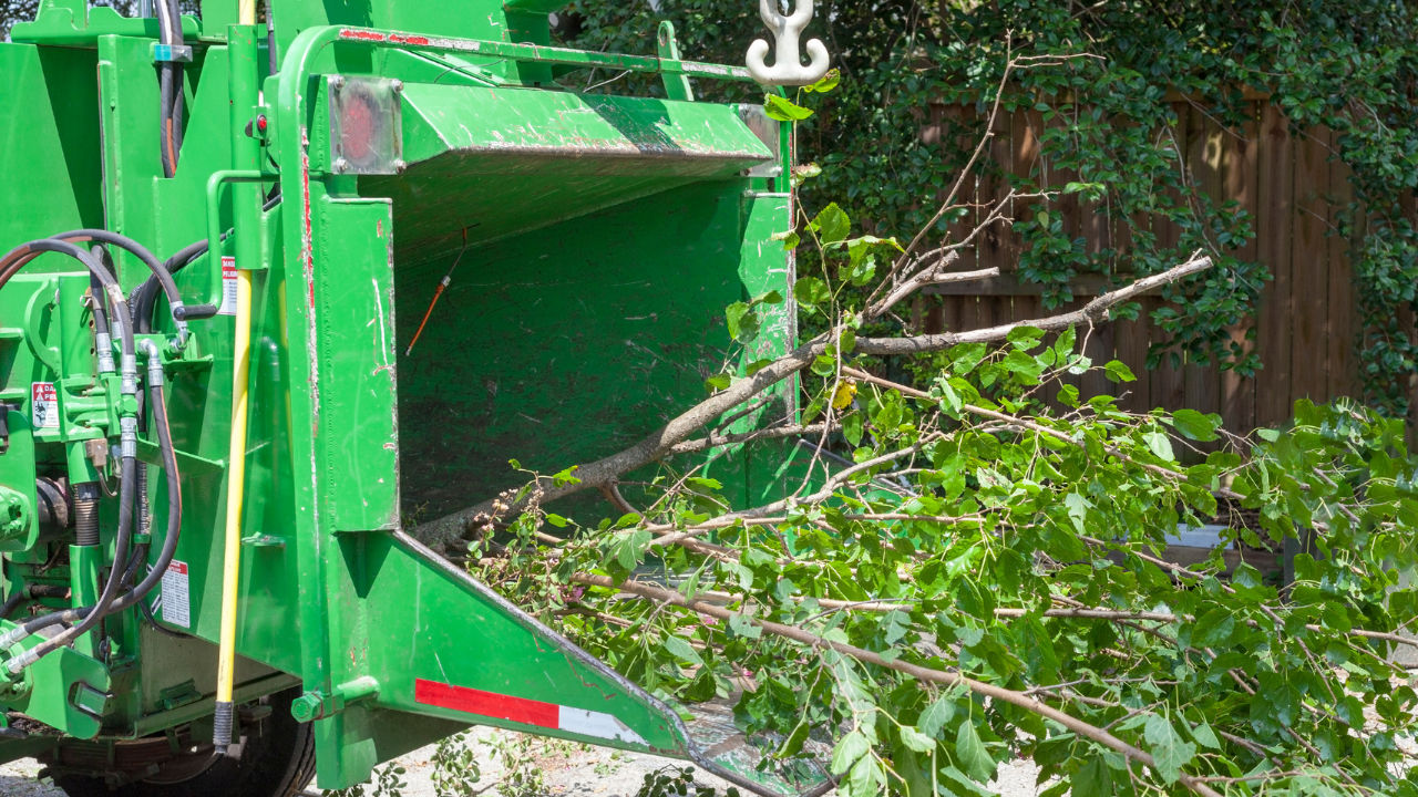 Emergency Tree Removal in Riverside, RI