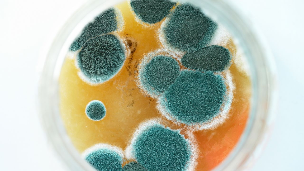 Mold Inspection & testing in Silver Creek, NY