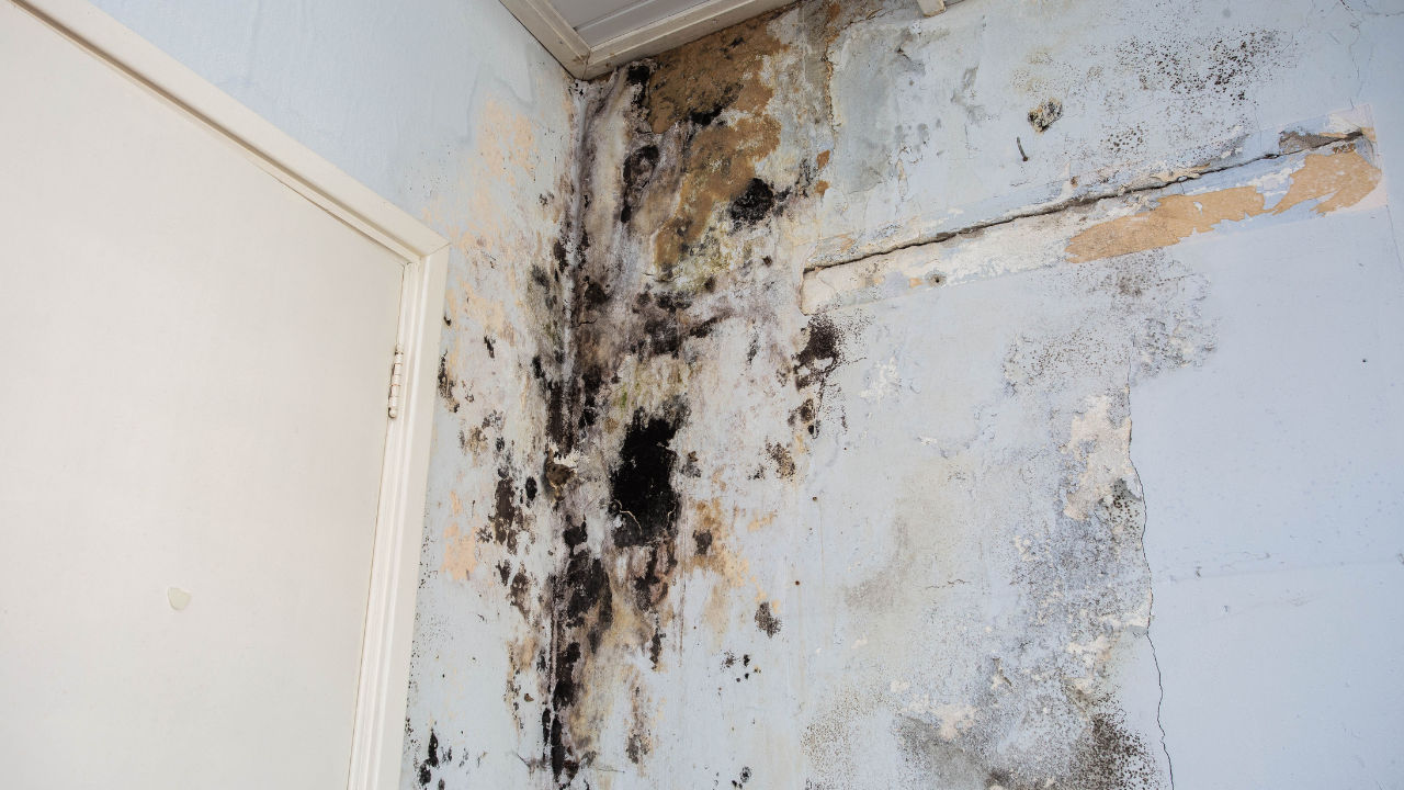 FAQS about Mold Remediation Services in Lone Tree, CO