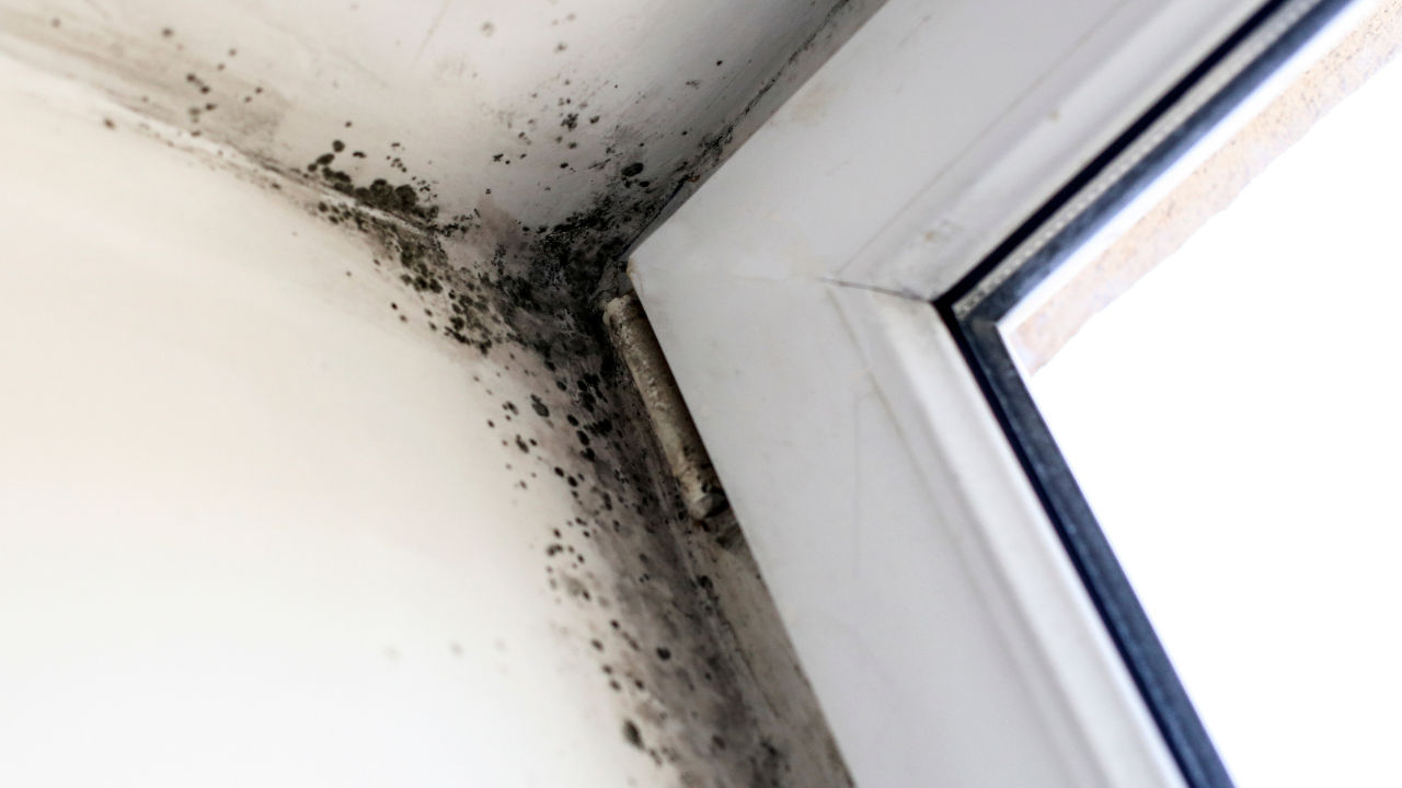 Best Water Damage Reconstruction Services in Richwood, WV