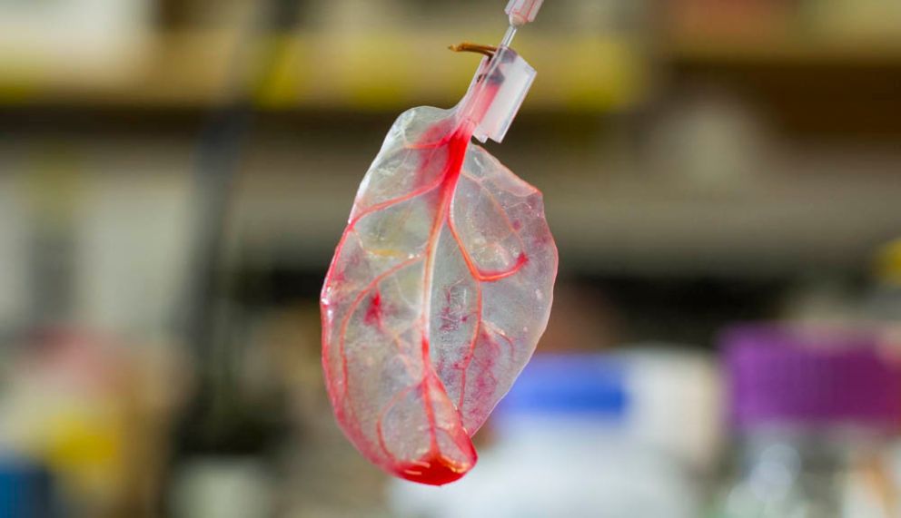 La foglia che può salvare il cuore umano