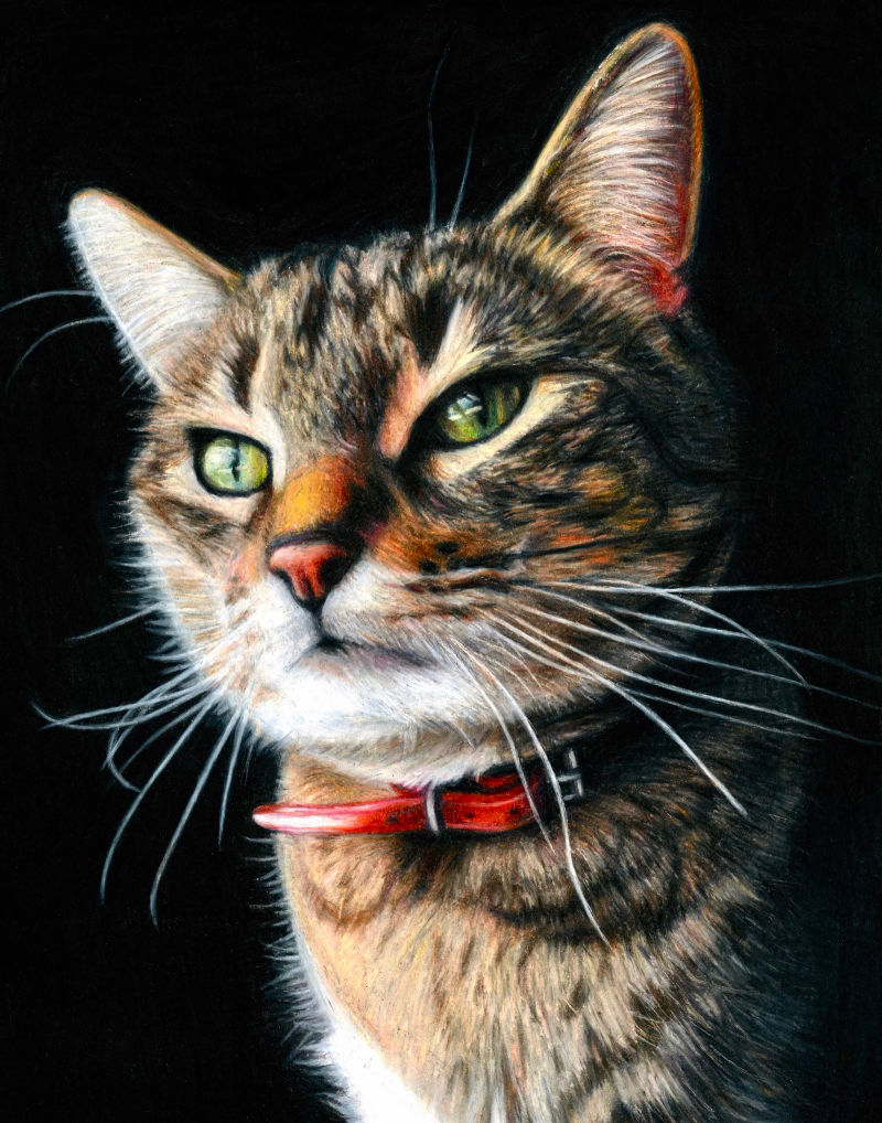 Cat1, a realistic colored pencil drawing by Alix Fuerst