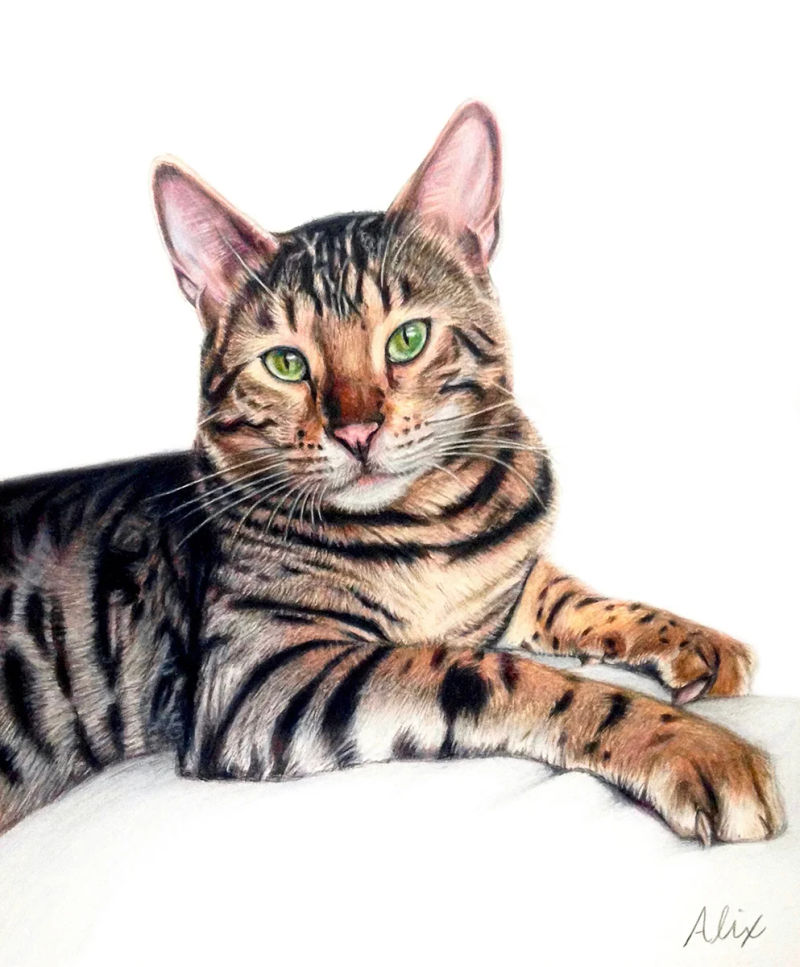 bengal, a realistic colored pencil drawing by Alix Fuerst