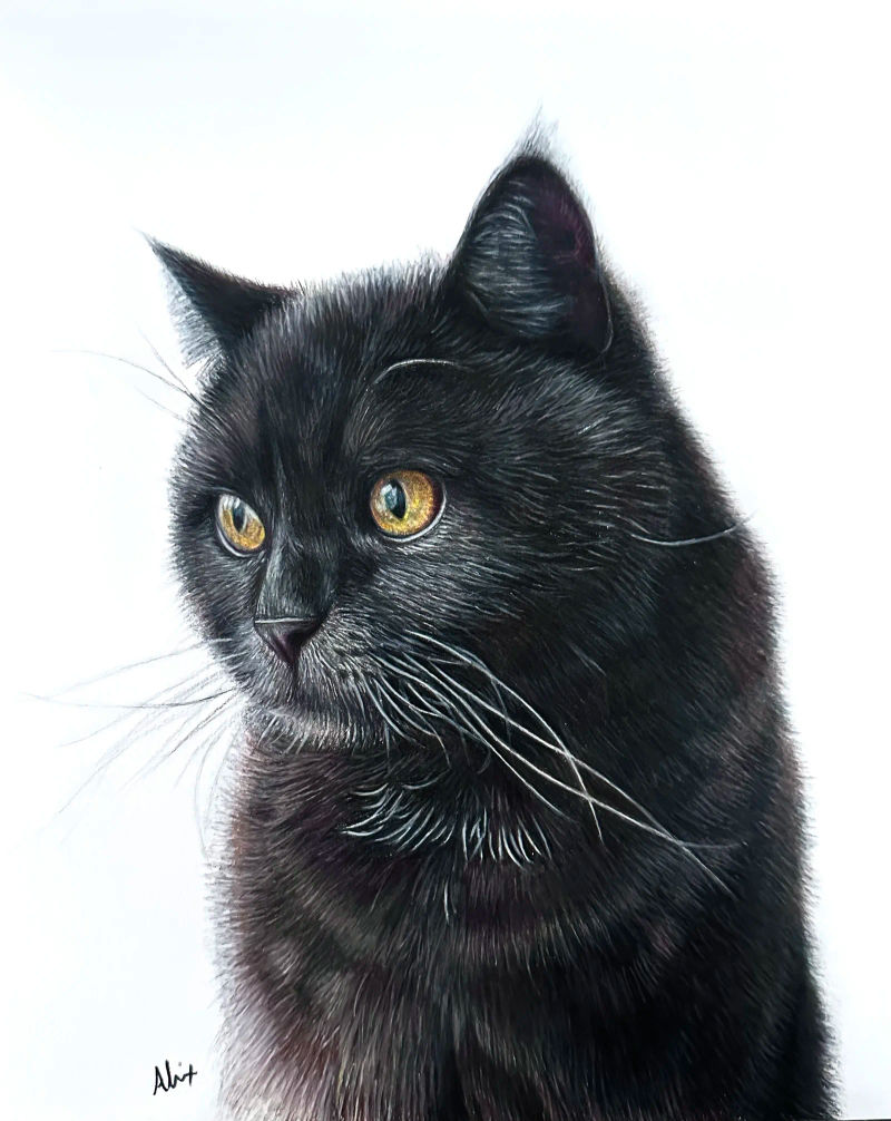 blackcat, a realistic colored pencil drawing by Alix Fuerst