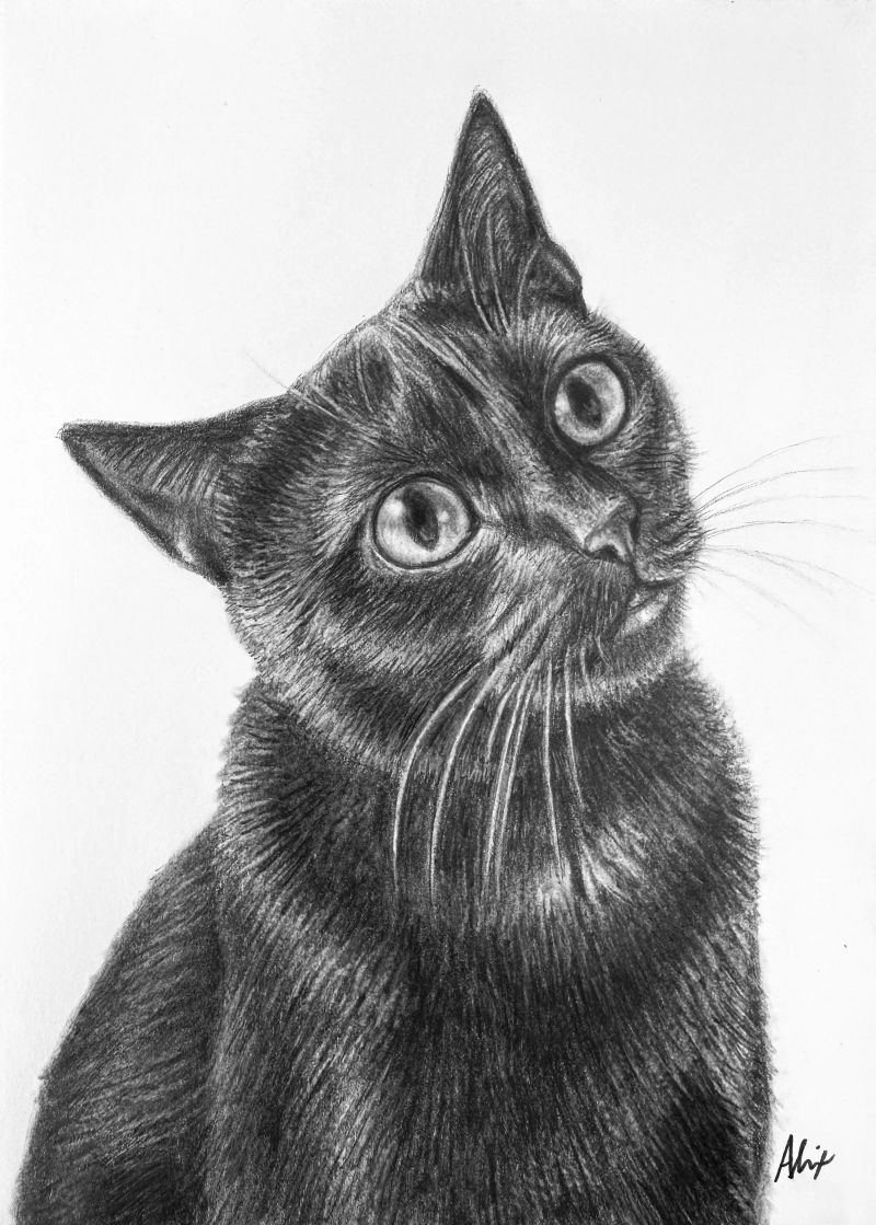 grahitecat, a realistic colored pencil drawing by Alix Fuerst