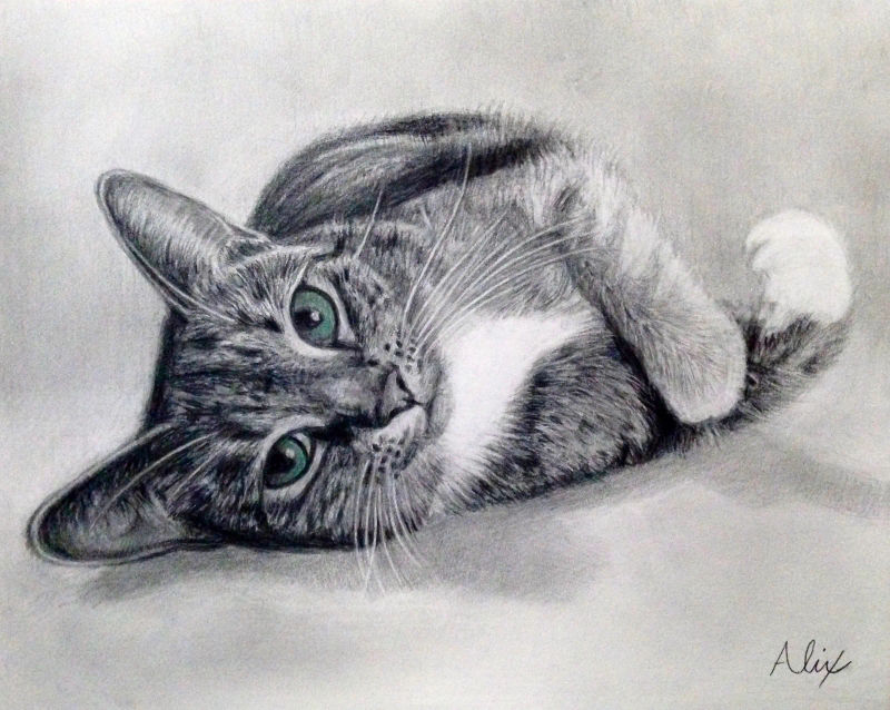 graphitekitty, a realistic colored pencil drawing by Alix Fuerst