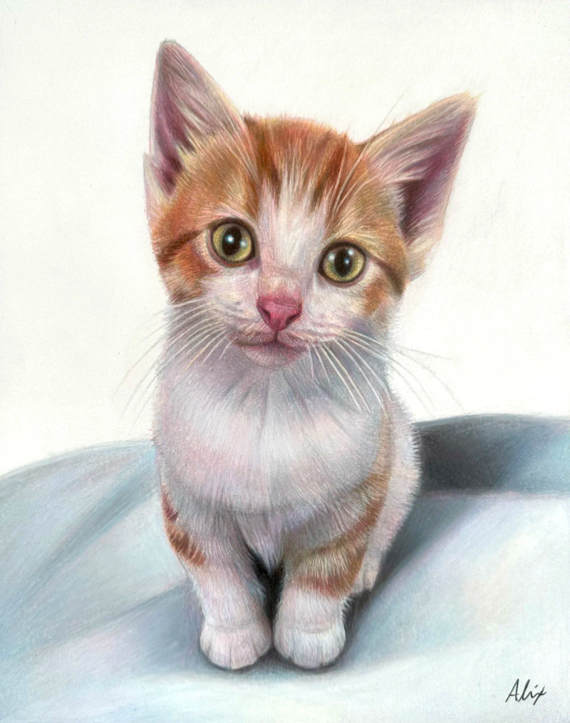 kitten, a realistic colored pencil drawing by Alix Fuerst