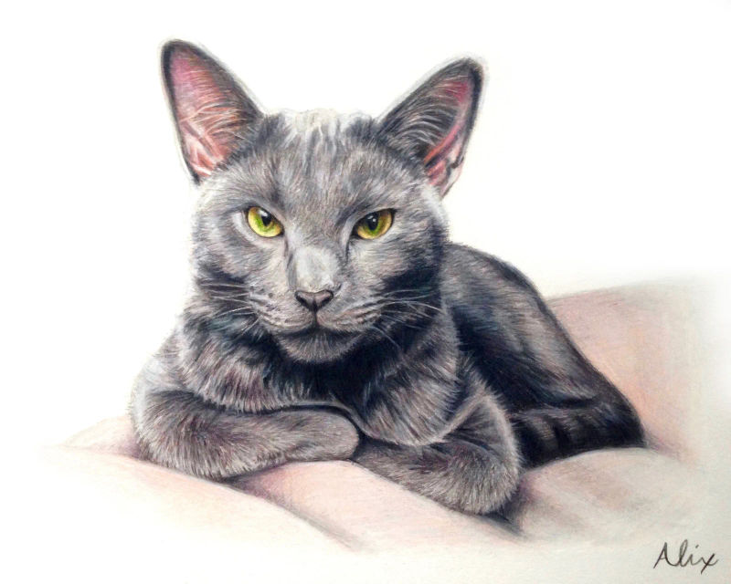 kitty, a realistic colored pencil drawing by Alix Fuerst