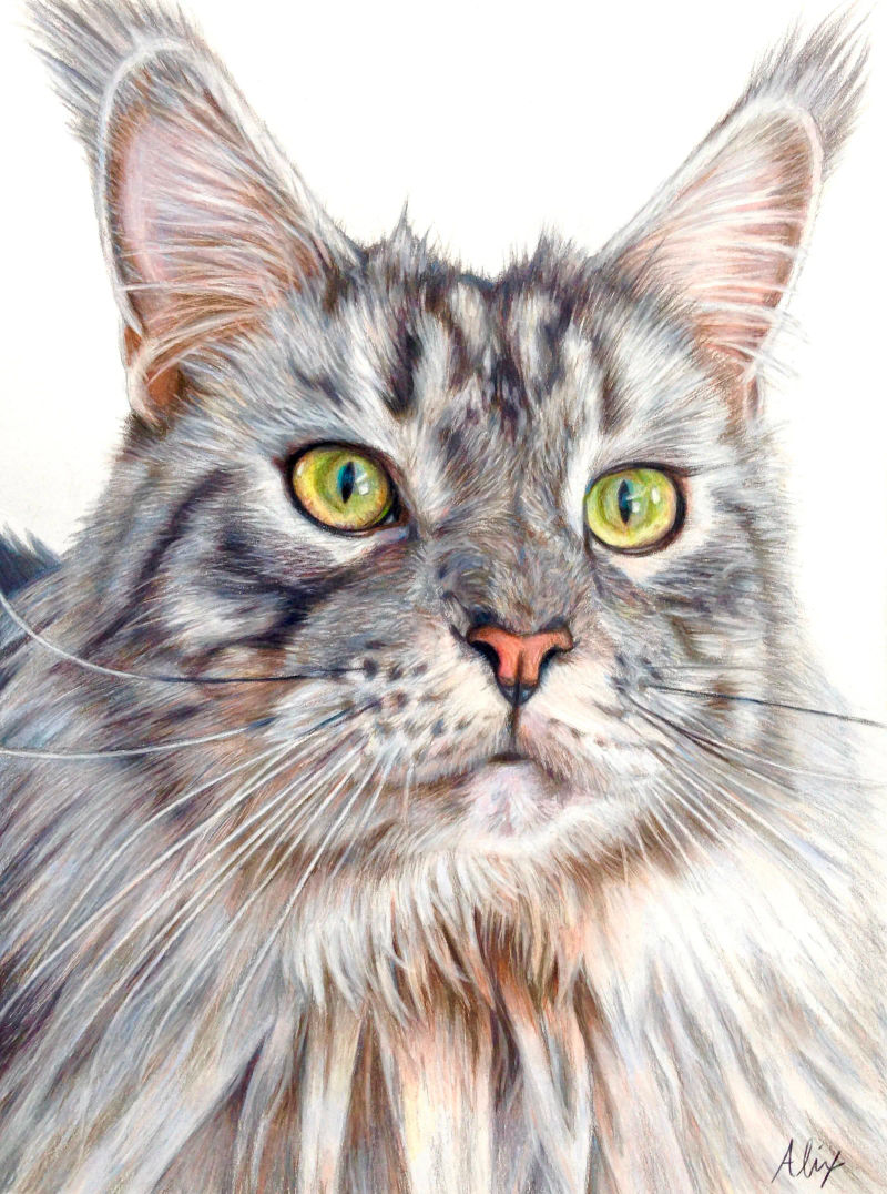 mainecoon, a realistic colored pencil drawing by Alix Fuerst