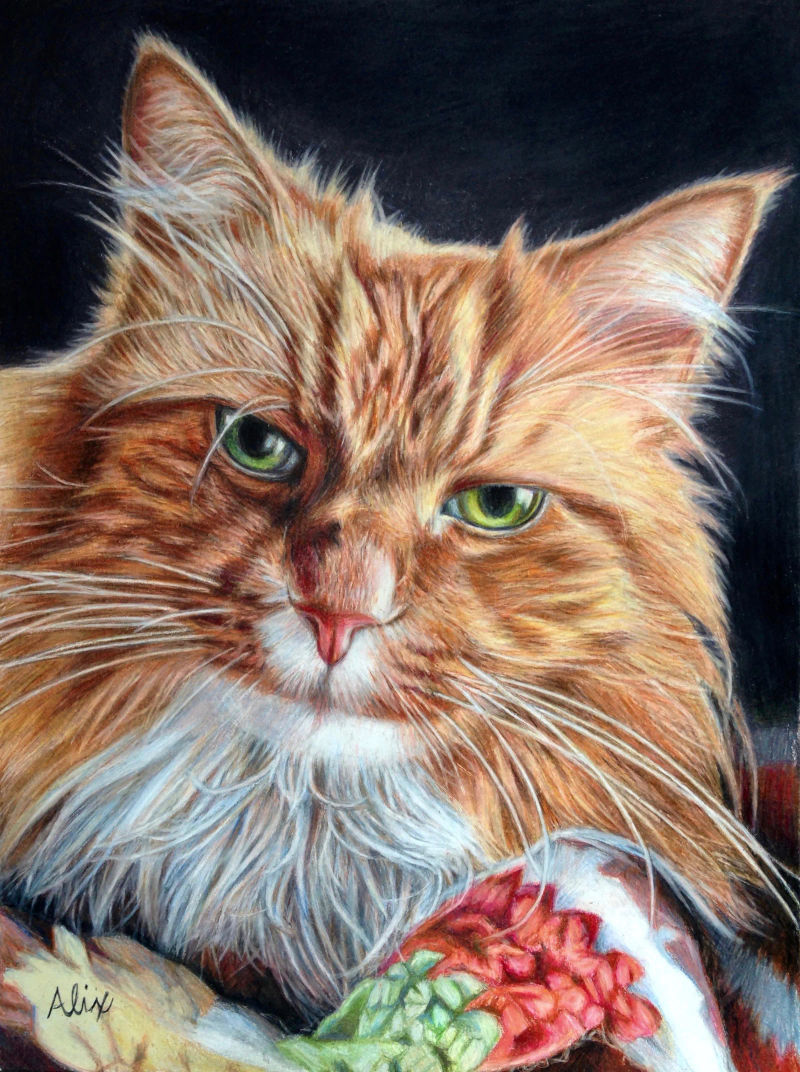 orangecat, a realistic colored pencil drawing by Alix Fuerst