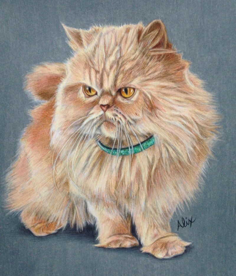 persian, a realistic colored pencil drawing by Alix Fuerst