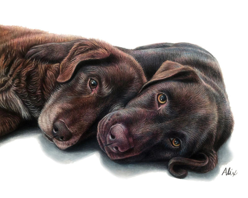 Alix Fuerst Chocolate Labs, a realistic colored pencil drawing by Alix Fuerst