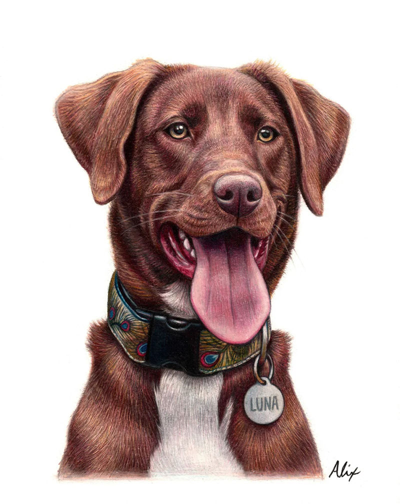 Dog, a realistic colored pencil drawing by Alix Fuerst