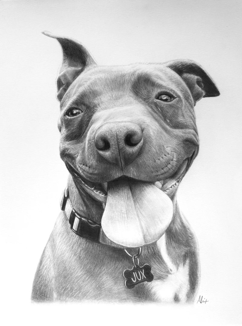 graphitedog, a realistic colored pencil drawing by Alix Fuerst