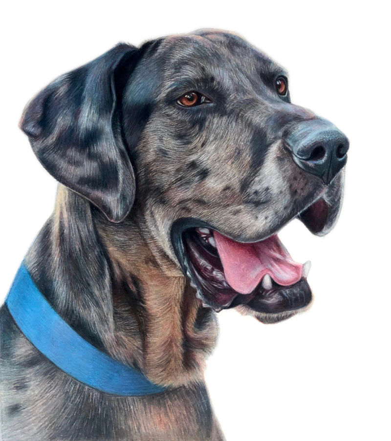 greatdane, a realistic colored pencil drawing by Alix Fuerst