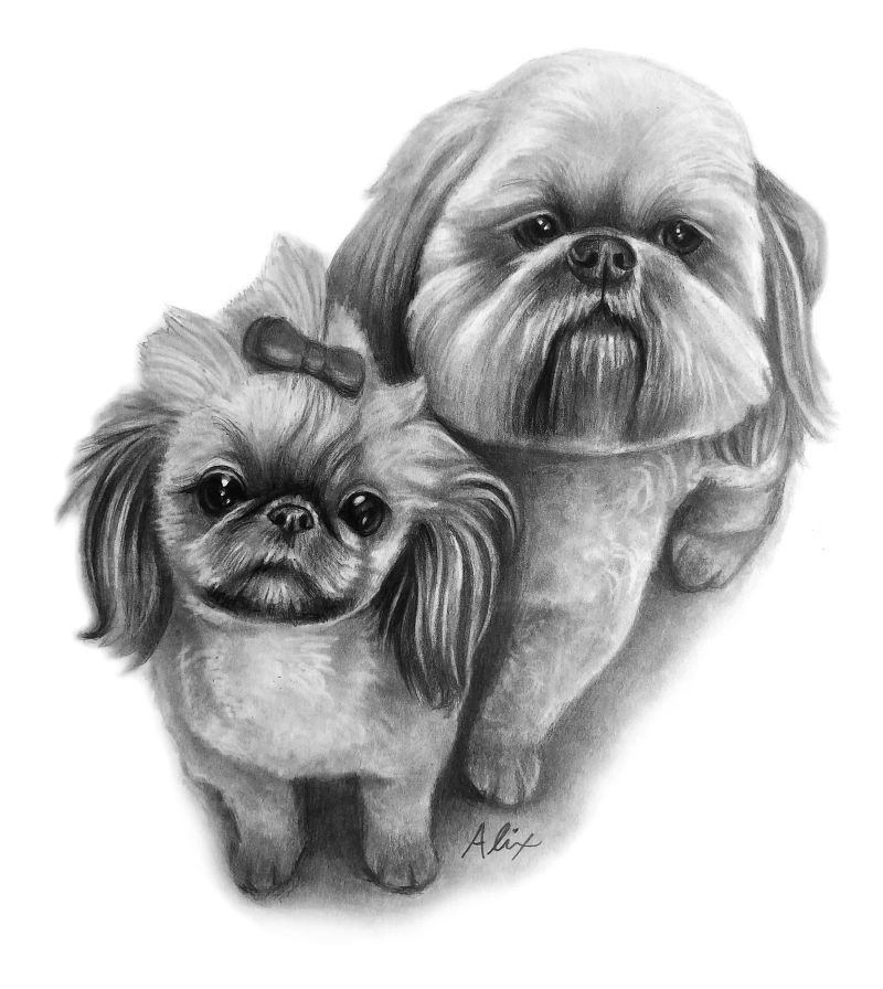 littledogs, a realistic colored pencil drawing by Alix Fuerst