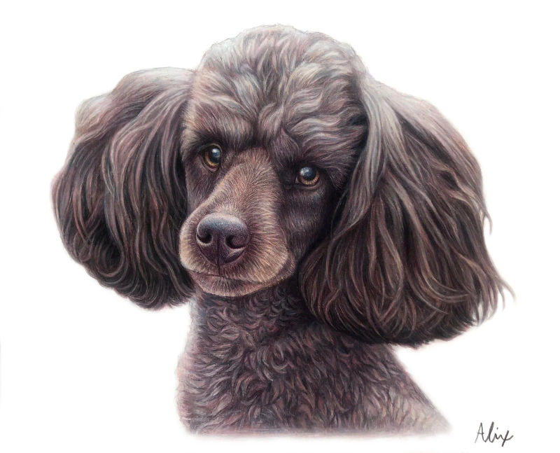 poodle, a realistic colored pencil drawing by Alix Fuerst