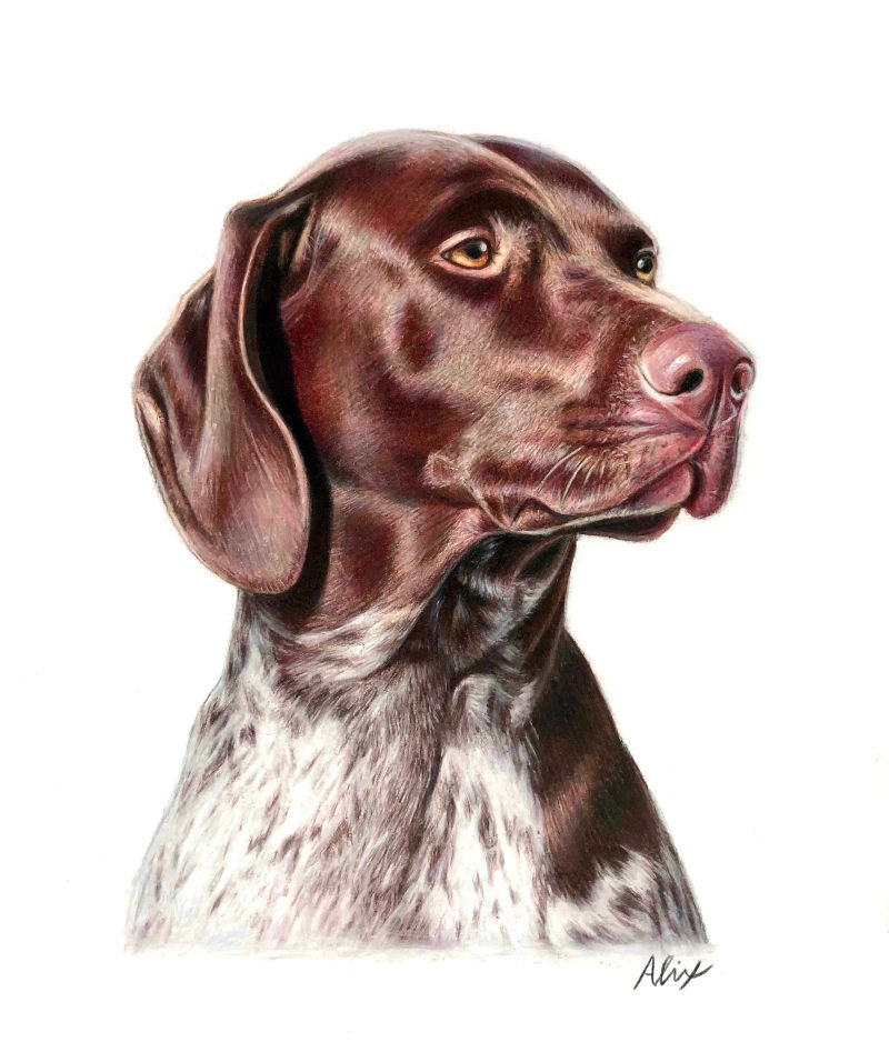 shorthairedpointer, a realistic colored pencil drawing by Alix Fuerst