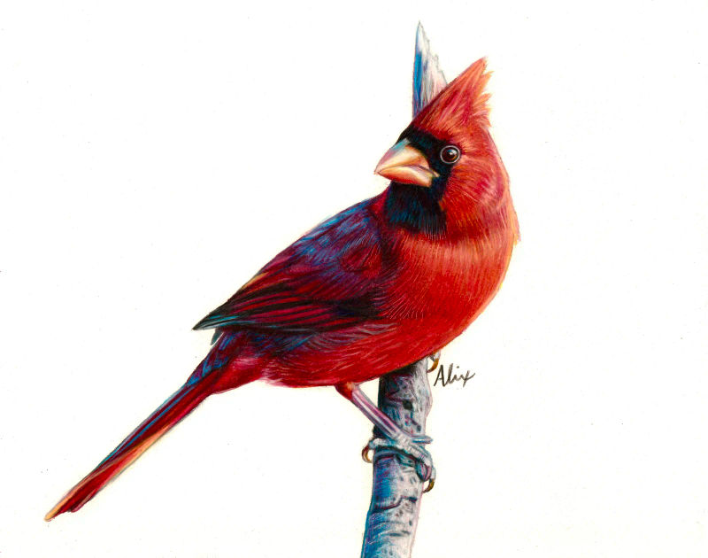 Cardinal, a realistic colored pencil drawing by Alix Fuerst