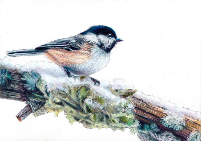 Chickadee Print, a realistic colored pencil drawing by Alix Fuerst