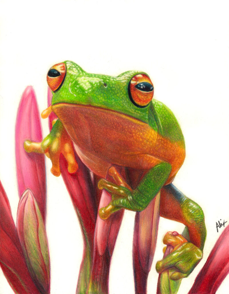 Frog, a realistic colored pencil drawing by Alix Fuerst