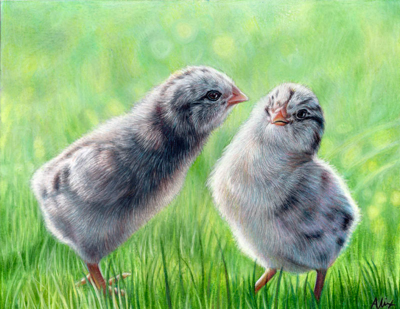 Pairof Chicks, a realistic colored pencil drawing by Alix Fuerst