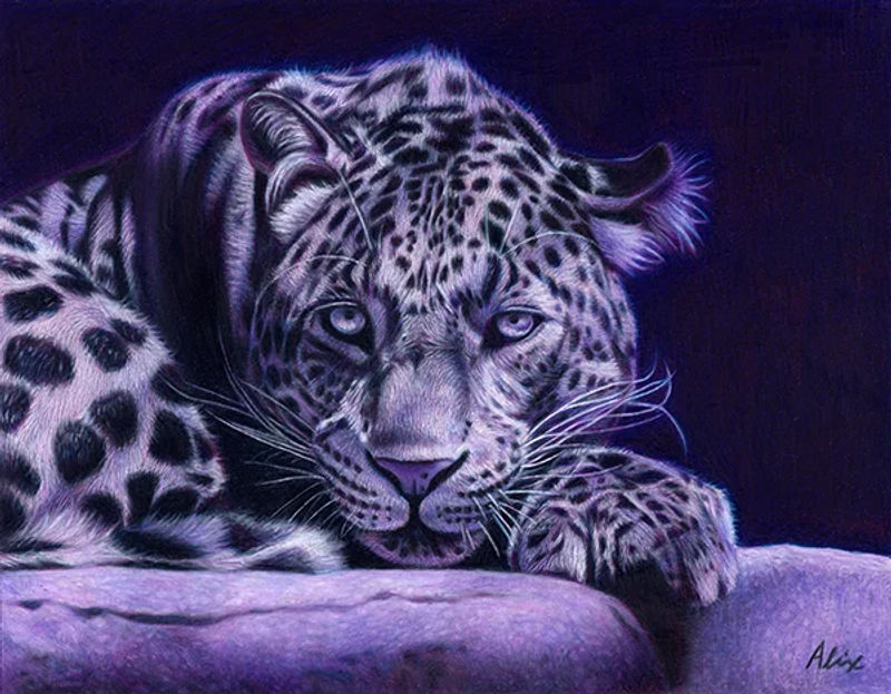 Purple Leopard, a realistic colored pencil drawing by Alix Fuerst