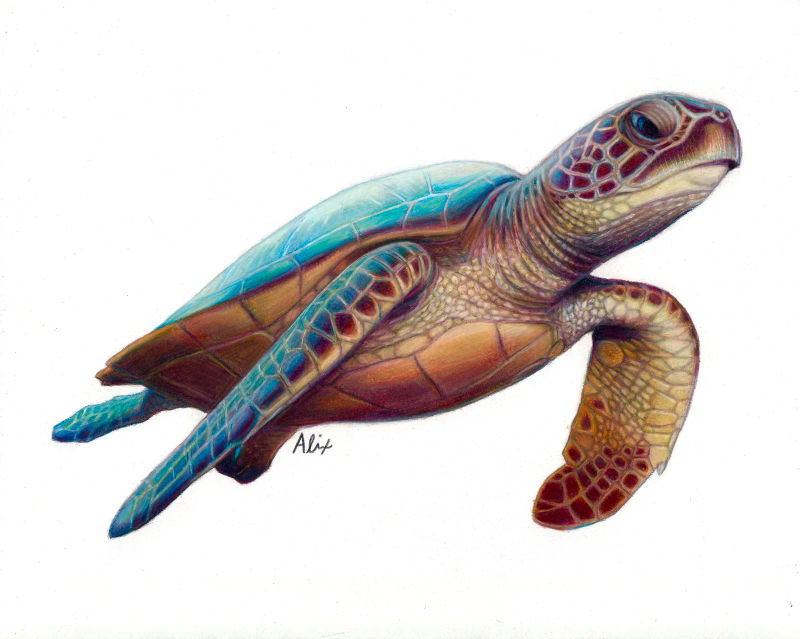 Sea Turtle, a realistic colored pencil drawing by Alix Fuerst