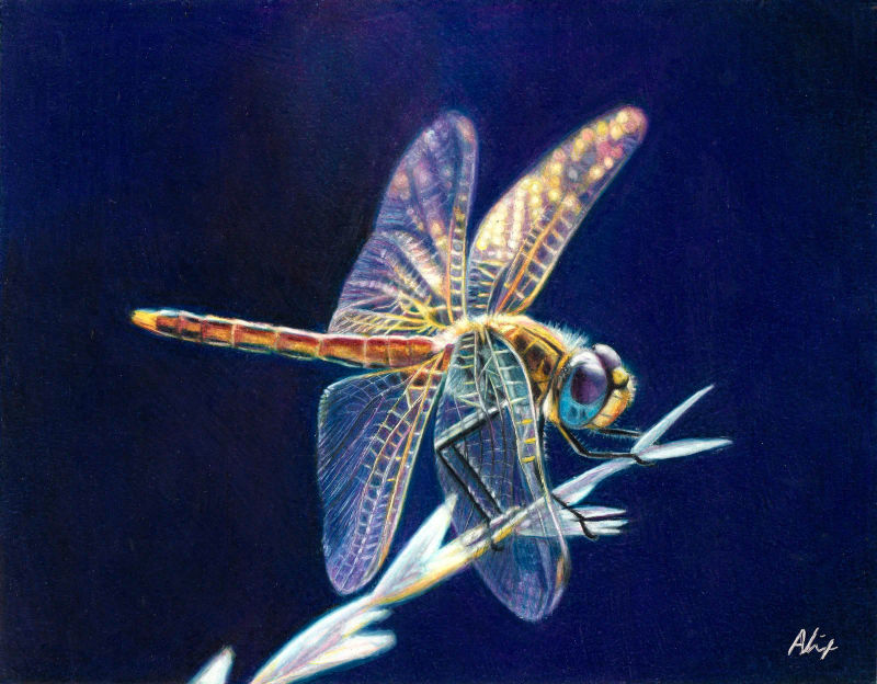 dragonfly, a realistic colored pencil drawing by Alix Fuerst