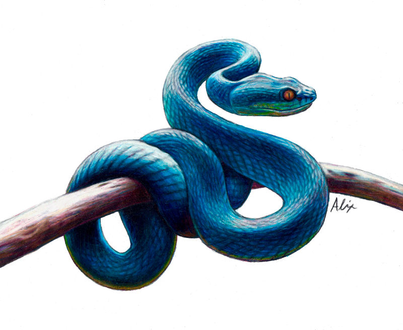 viper, a realistic colored pencil drawing by Alix Fuerst