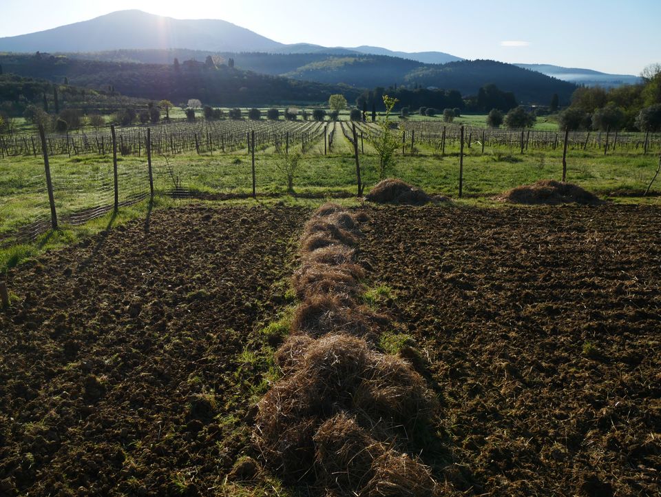 Il vigneto e le colline intorno a Casa Luce