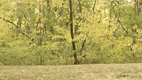 uma mulher a dar uma cambalhota na natureza