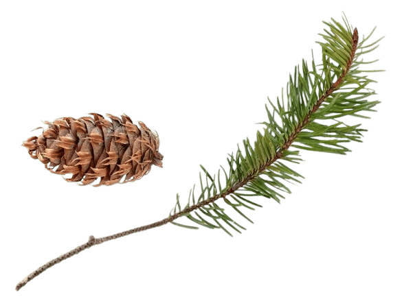 douglas fir branch and cone
