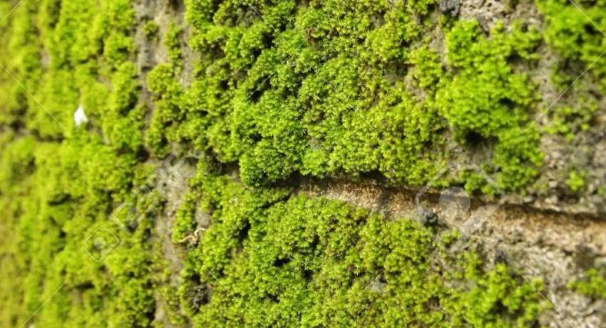 Witte aanslag muur en zwarte aanslag muur professioneel behandelen
