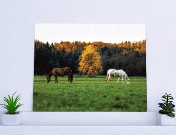 Fotografija na plošči 1 Fotografija na plošči