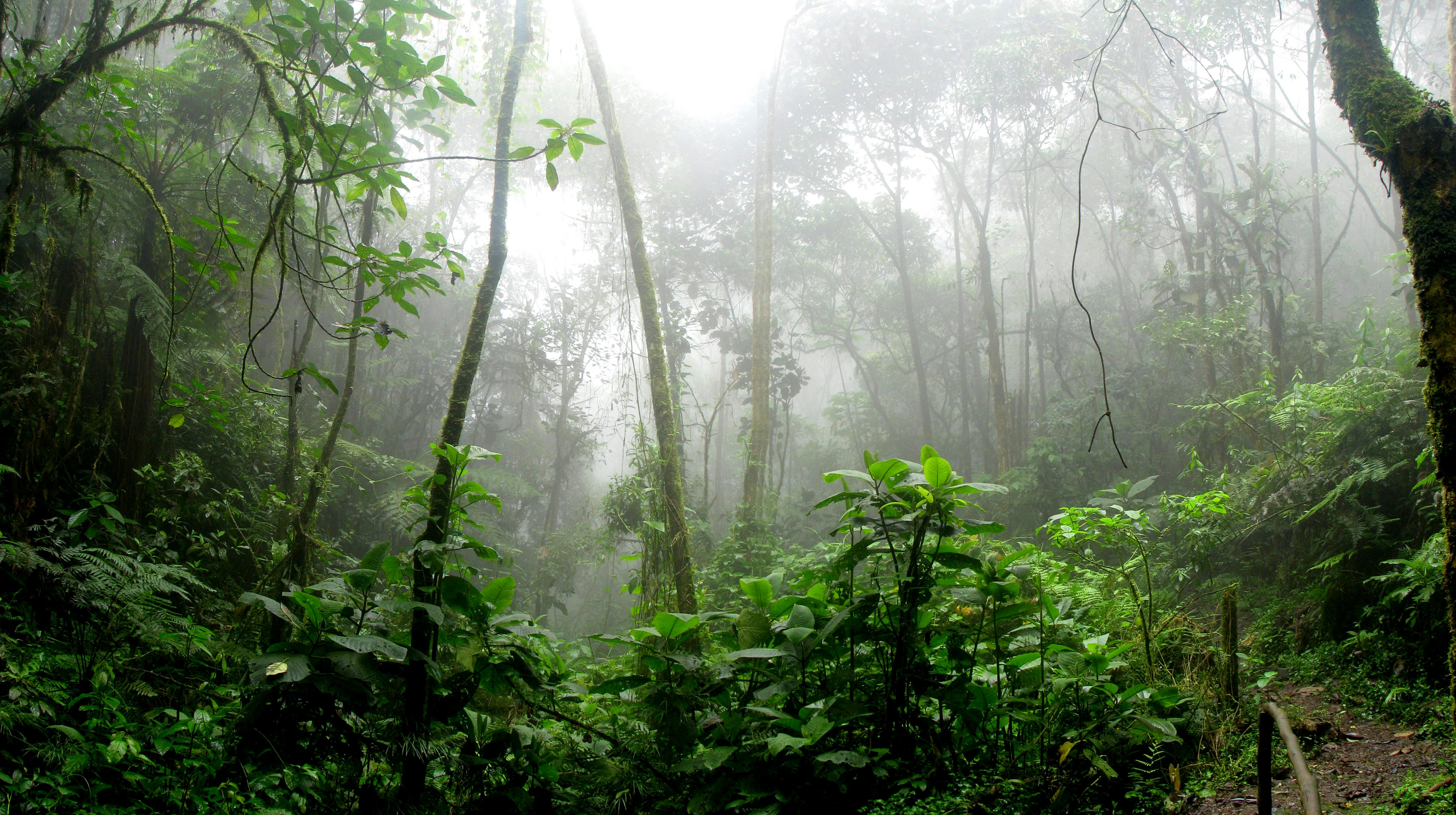 Forêt dense avec arbres et végétation luxuriante
