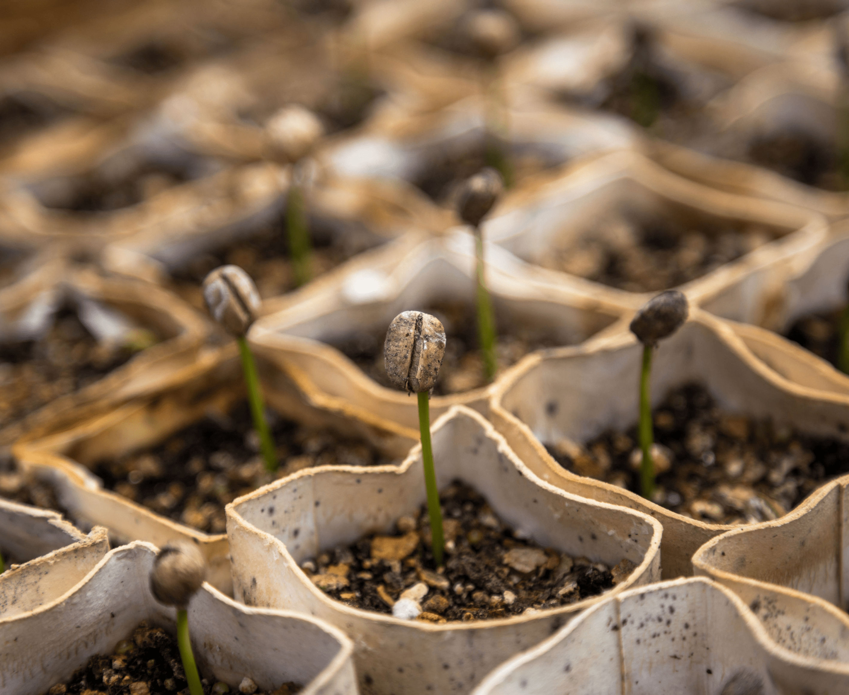 Cover for service: the Seedstarter