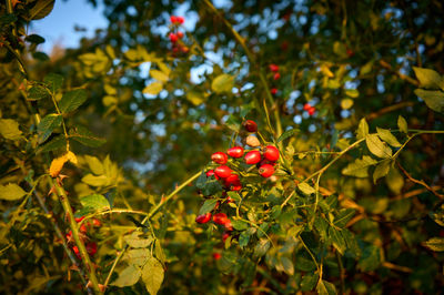 Vibrant autumn foliage in East Lothian's natural landscape brings a burst of color to the season.